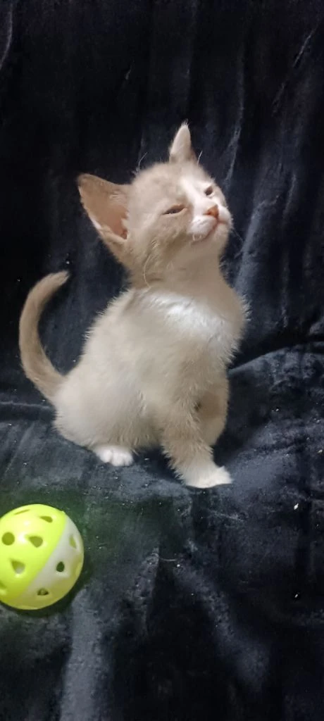 Девочка сфинкс браш ест влажный корм и паштеты для котят пьёт сливки лоток освоен когтеточку знает очень милая ласковая и игривая кошечка цена 7 тыс. находимся в донецке тел +79494785036. - фотография - 2