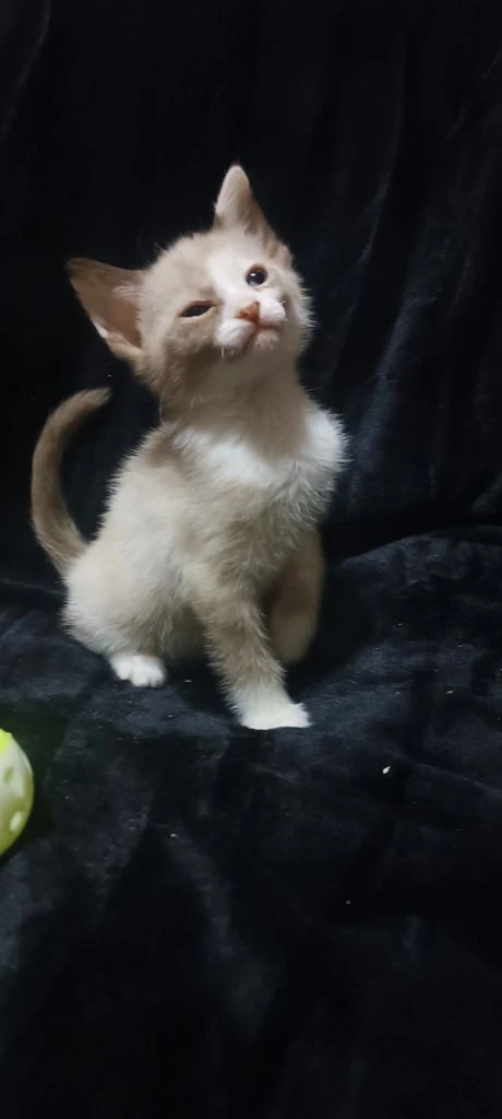 Девочка сфинкс браш ест влажный корм и паштеты для котят пьёт сливки лоток освоен когтеточку знает очень милая ласковая и игривая кошечка цена 7 тыс. находимся в донецке тел +79494785036. - фотография - 4