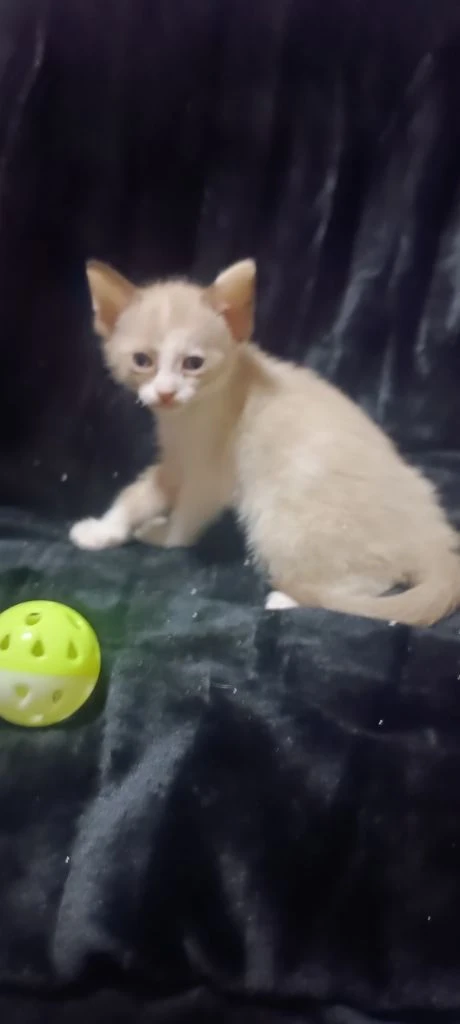 Девочка сфинкс браш ест влажный корм и паштеты для котят пьёт сливки лоток освоен когтеточку знает очень милая ласковая и игривая кошечка цена 7 тыс. находимся в донецке тел +79494785036. - фотография - 3