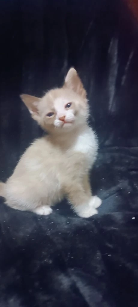 Девочка сфинкс браш ест влажный корм и паштеты для котят пьёт сливки лоток освоен когтеточку знает о... - фотография