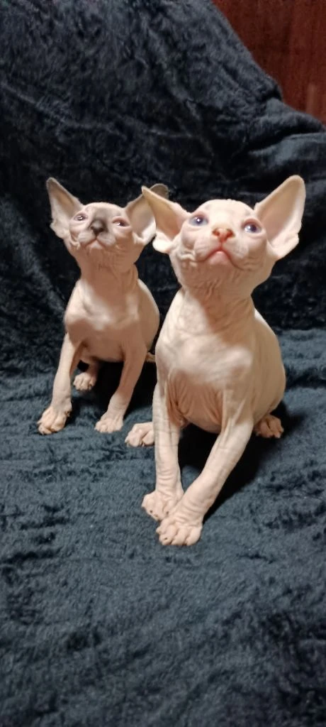 Голубоглазые котята канадского сфинкса в поисках своих любящих хозяев. мальчик чисто белый, девочка сиамского типа ( блю поинт ). едят сухой и влажный корм, паштеты для котят. пьют сливки и воду. лоток освоен на 5+. когтеточку знают и любят. очень игривые малыши. возраст 2 месяца. цена 20 тыс. руб. находимся в донецке. тел +79494785036 - фотография - 3