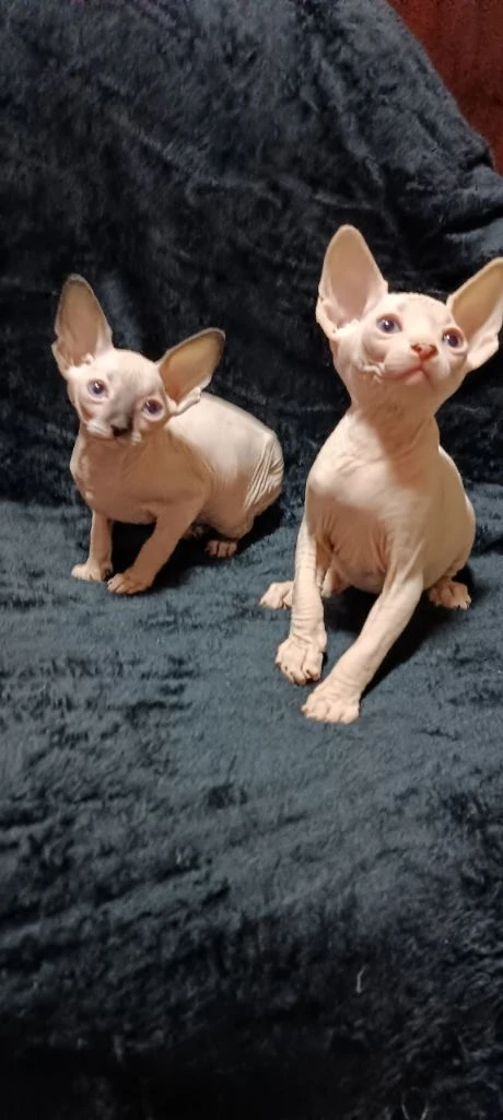 Голубоглазые котята канадского сфинкса в поисках своих любящих хозяев. мальчик чисто белый, девочка сиамского типа ( блю поинт ). едят сухой и влажный корм, паштеты для котят. пьют сливки и воду. лоток освоен на 5+. когтеточку знают и любят. очень игривые малыши. возраст 2 месяца. цена 20 тыс. руб. находимся в донецке. тел +79494785036 - фотография - 2