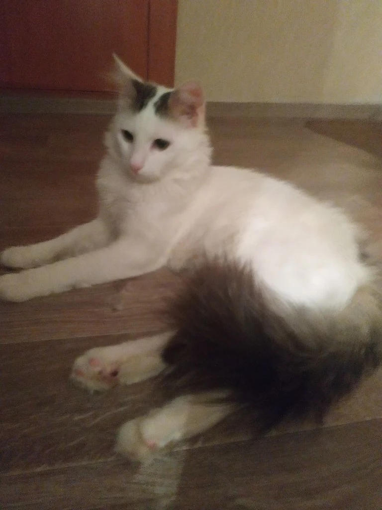 Только в очень добрые руки! отдам красивого, пушистого, беленького, домашнего котика. экстерьер – турецкая ангора. котику 1,5 года – весёлый, ласковый, покладистый, абсолютно нецарапучий мальчик. здоровый, чистенький, кастрирован, к лотку приучен, мебель и обои не дерёт –пользуется когтеточкой. котик очень любимый, но выхода нет- у хозяйки подтвержденный высокий класс аллергии на эпителий кошки. живёт в калининском районе г. донецка. тел. +7949 - 452-51-45 анна - фотография - 3