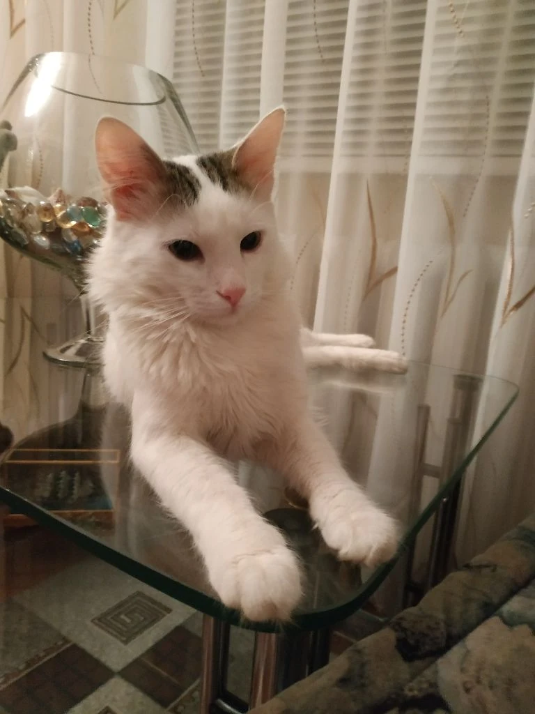 Только в очень добрые руки! отдам красивого, пушистого, беленького, домашнего котика. экстерьер – турецкая ангора. котику 1,5 года – весёлый, ласковый, покладистый, абсолютно нецарапучий мальчик. здоровый, чистенький, кастрирован, к лотку приучен, мебель и обои не дерёт –пользуется когтеточкой. котик очень любимый, но выхода нет- у хозяйки подтвержденный высокий класс аллергии на эпителий кошки. живёт в калининском районе г. донецка. тел. +7949 - 452-51-45 анна - фотография - 1