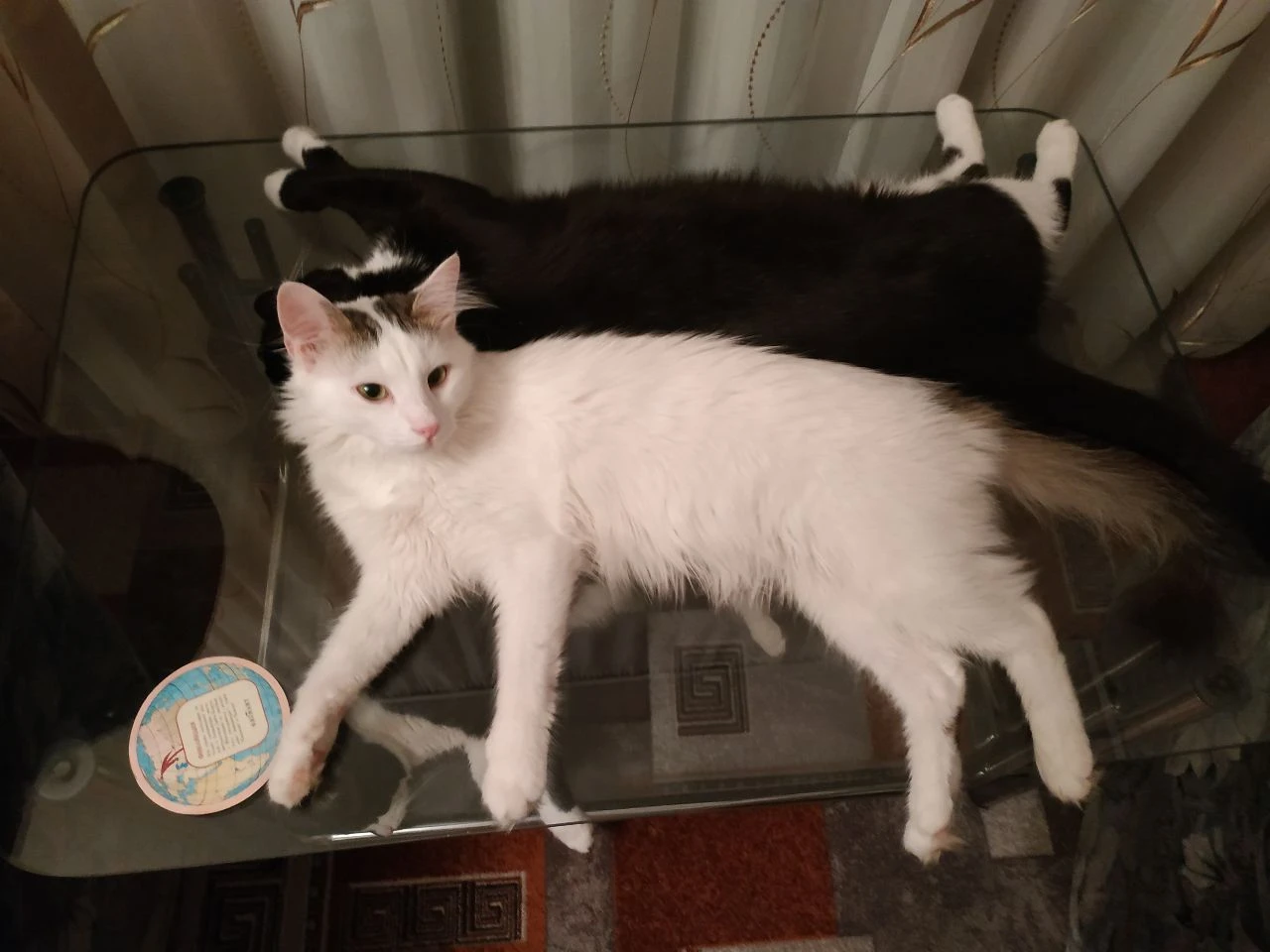 Только в очень добрые руки! отдам красивого, пушистого, беленького, домашнего котика. экстерьер – турецкая ангора. котику 1,5 года – весёлый, ласковый, покладистый, абсолютно нецарапучий мальчик. здоровый, чистенький, кастрирован, к лотку приучен, мебель и обои не дерёт –пользуется когтеточкой. котик очень любимый, но выхода нет- у хозяйки подтвержденный высокий класс аллергии на эпителий кошки. живёт в калининском районе г. донецка. тел. +7949 - 452-51-45 анна - фотография - 6