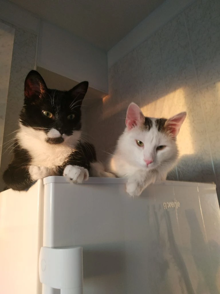 Только в очень добрые руки! отдам красивого, пушистого, беленького, домашнего котика. экстерьер – турецкая ангора. котику 1,5 года – весёлый, ласковый, покладистый, абсолютно нецарапучий мальчик. здоровый, чистенький, кастрирован, к лотку приучен, мебель и обои не дерёт –пользуется когтеточкой. котик очень любимый, но выхода нет- у хозяйки подтвержденный высокий класс аллергии на эпителий кошки. живёт в калининском районе г. донецка. тел. +7949 - 452-51-45 анна - фотография - 5