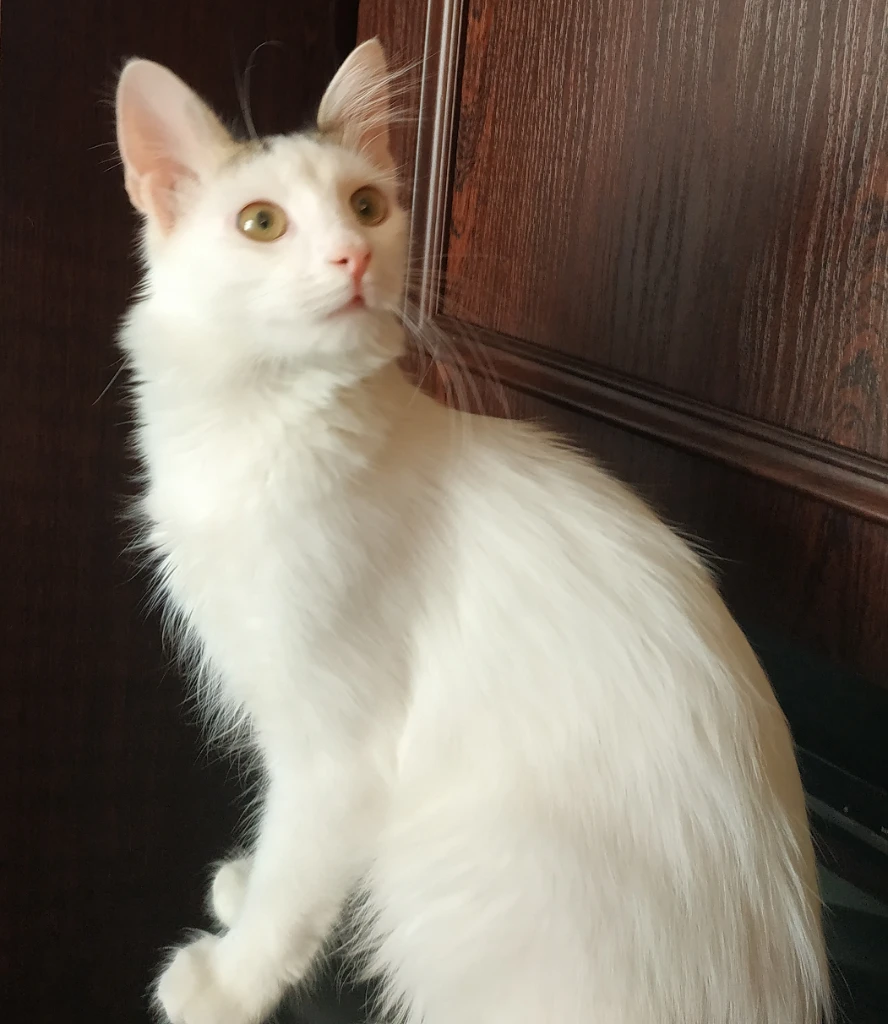 Только в очень добрые руки! отдам красивого, пушистого, беленького, домашнего котика. экстерьер – турецкая ангора. котику 1,5 года – весёлый, ласковый, покладистый, абсолютно нецарапучий мальчик. здоровый, чистенький, кастрирован, к лотку приучен, мебель и обои не дерёт –пользуется когтеточкой. котик очень любимый, но выхода нет- у хозяйки подтвержденный высокий класс аллергии на эпителий кошки. живёт в калининском районе г. донецка. тел. +7949 - 452-51-45 анна - фотография - 2