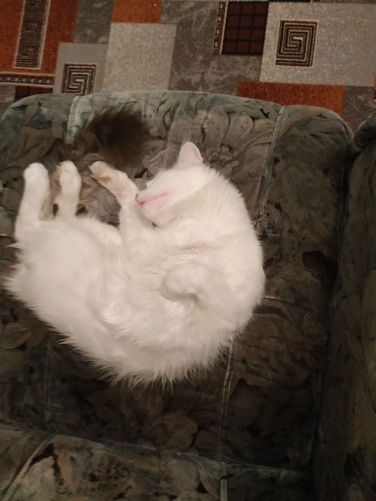 Только в очень добрые руки! отдам красивого, пушистого, беленького, домашнего котика. экстерьер – турецкая ангора. котику 1,5 года – весёлый, ласковый, покладистый, абсолютно нецарапучий мальчик. здоровый, чистенький, кастрирован, к лотку приучен, мебель и обои не дерёт –пользуется когтеточкой. котик очень любимый, но выхода нет- у хозяйки подтвержденный высокий класс аллергии на эпителий кошки. живёт в калининском районе г. донецка. тел. +7949 - 452-51-45 анна - фотография - 4